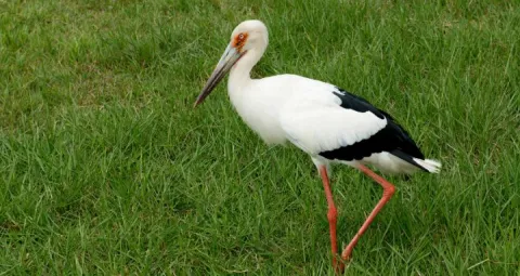 Garza en un ambiente sano