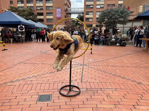 Muestra de habilidades caninas