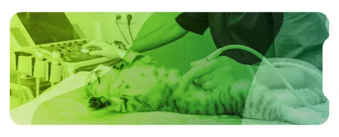 Ecografía abdominal de perros y gatos nivel intermedio-avanzado