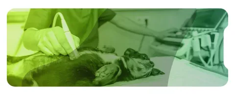 Ecografía abdominal de perros y gatos