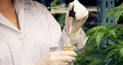 El LIAC ha desempeñado un papel fundamental en el desarrollo de la industria del cannabis medicinal en Colombia.