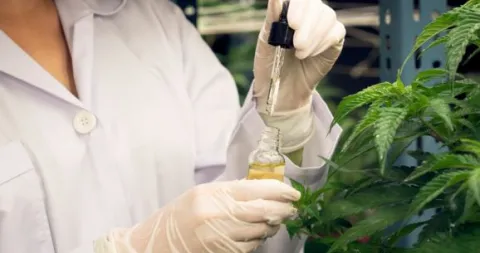 Cannabis medicinal