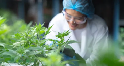 Estudio de la planta de cannabis 