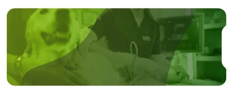 Ecografía abdominal de perros y gatos nivel básico-intermedio Bucaramanga