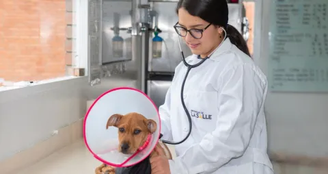 Clínica Veterinaria Unisalle
