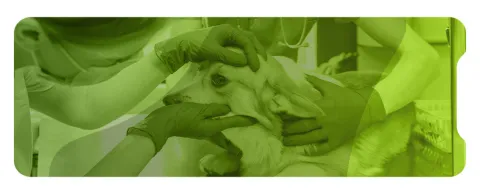 Inmersión práctica de medicina interna de pequeños animales