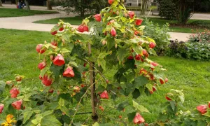 Abutilon rojo y amarillo (Farolito)