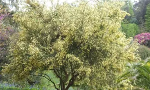 Acacia