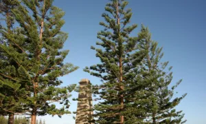 Araucaria