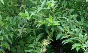 Caballero de la Noche