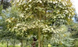 Cajeto, garagay, urapo