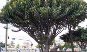 Caucho de la india, caucho