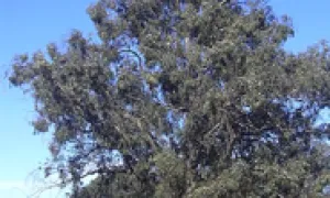Eucalipto Común