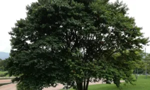 Guayacán de Manizales