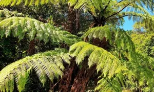Helecho Arbolecente