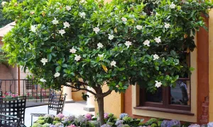 Jazmín del cabo, laurel huesito