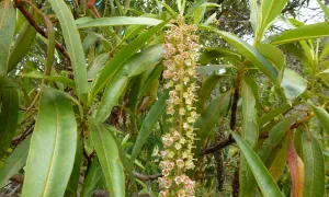 Mangle de tierra fría