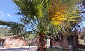 Palma Washingtoniana