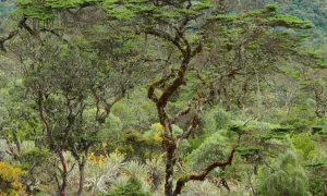 Tibar, pagoda o rodamonte