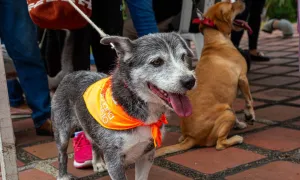 Segunda Feria Agropecuaria de Bienestar y Salud Animal