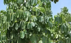Schefflera Grande