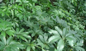 Schefflera