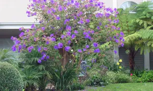 Sietecueros nazareno