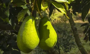Venta de productos agrícolas