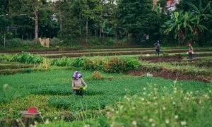 Agricultura sustentable
