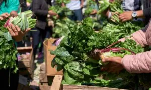 Bioinsumos y agroecología