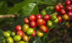 Venta de productos agrícolas