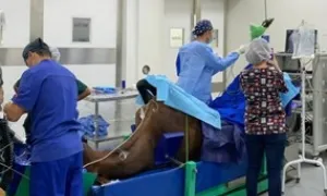 Clínica de grandes animales