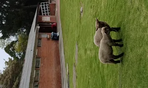 Clínica de grandes animales