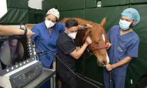 Clínica de grandes animales