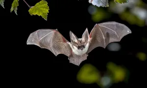 Investigación Unisalle: Coronavirus y Animales Silvestres