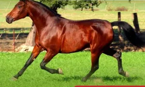 Especialistas Iberoamericanos se reúnen para debatir sobre el bienestar de los equinos