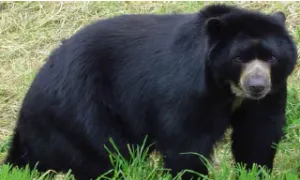 Estudio de la dieta del Oso Andino