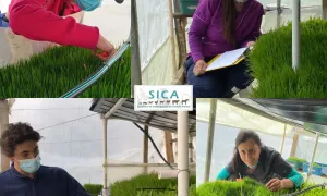 Beneficios del uso de forraje verde hidropónico