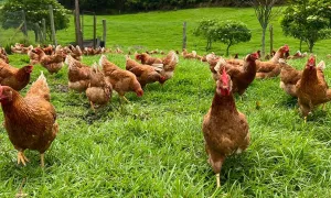 Portafolio de productos