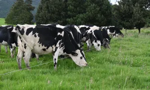 Portafolio de productos