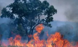 Incendios forestales, campesinos, naturaleza, política, relación con la tierra 