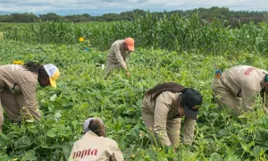 Un nuevo logro para el proyecto Utopía