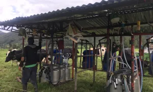 Agrociencias (Ecología de las bacterias que ocasionan mastitis subclínica bovina en la Sabana de Bogotá)
