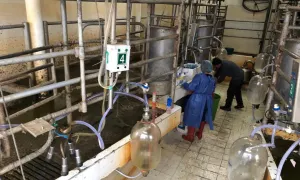 Agrociencias (Ecología de las bacterias que ocasionan mastitis subclínica bovina en la Sabana de Bogotá)
