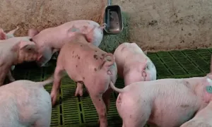 Patente mejora indicadores productivos en pollo y cerdo