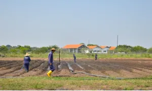 Doctorado y Maestría en Agrociencias (Programas en Yopal)