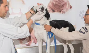 Lucha contra la rabia 