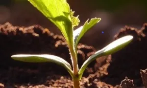 Termodesarrollo y economía campesina