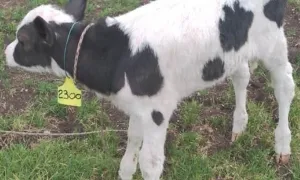 CIC Santa María del Puyón