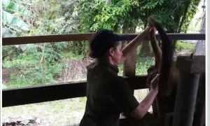 Agrociencias (Tesis Maestría Tripanosomiasis Departamento del Caquetá)